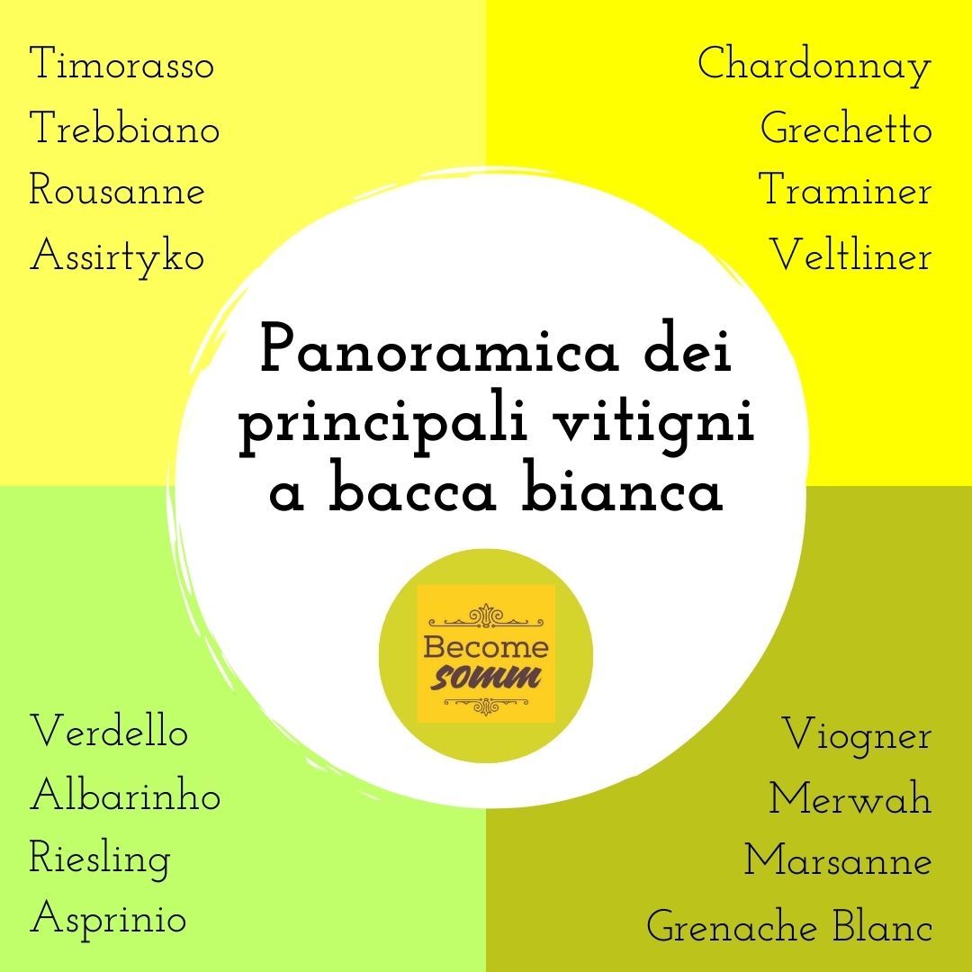 Classificazione generale dei vini bianchi